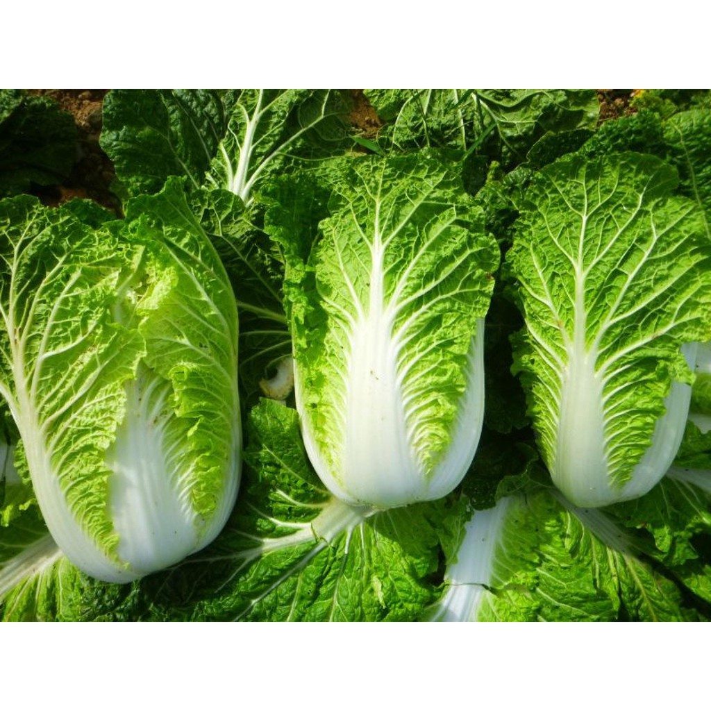 Hạt giống rau cải thảo