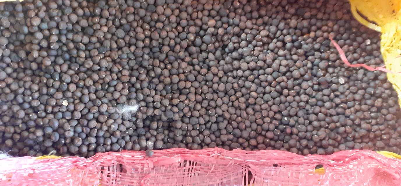 900gram hạt bông gòn giống