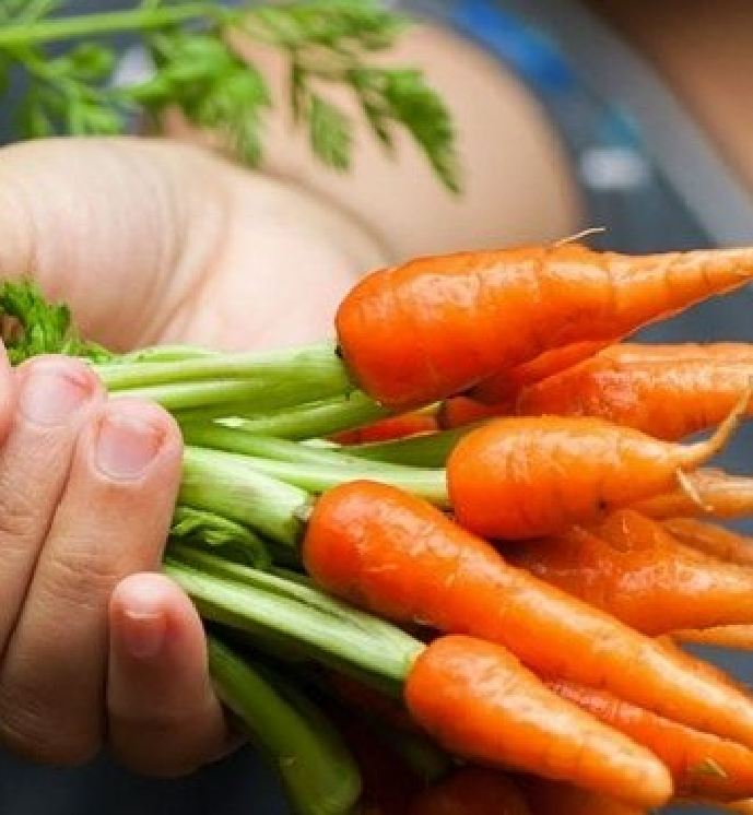 Hạt giống cà rốt mini ( cà rốt tí hon ) - 100 hạt/gói