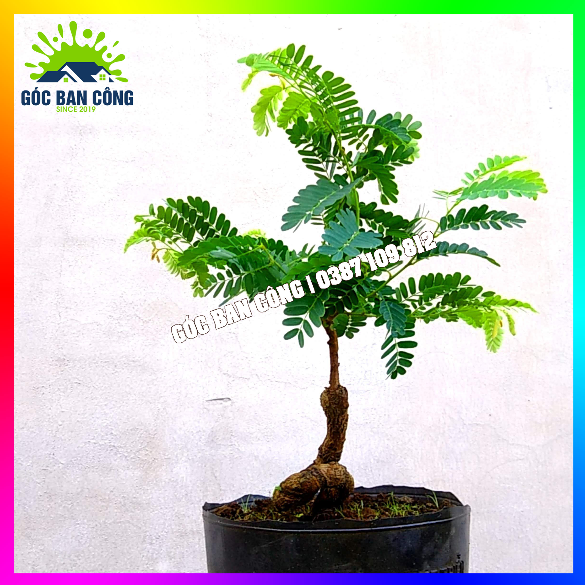 Cây Me Bonsai Mini - MCBS02