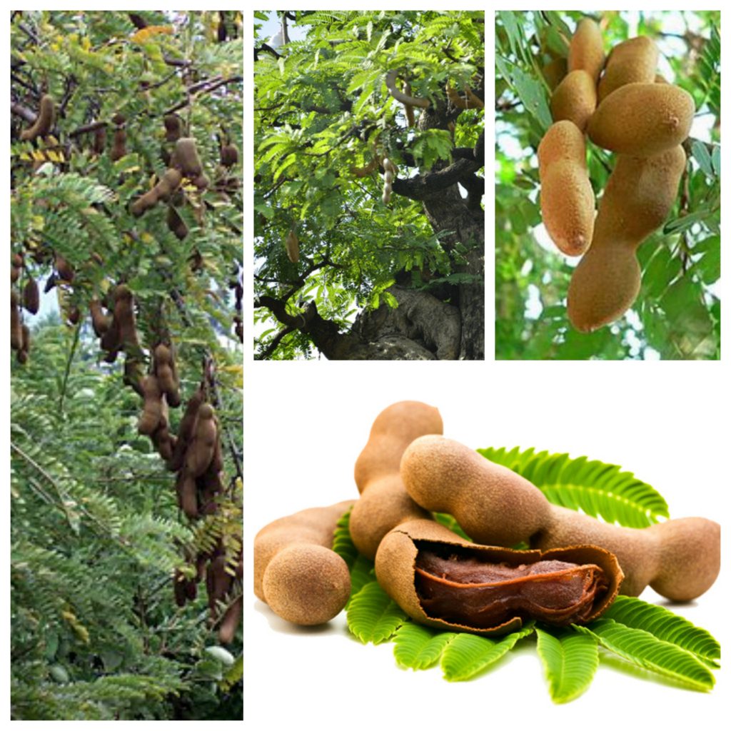 CÂY ME THÁI NGỌT TRỒNG TỪ HẠT