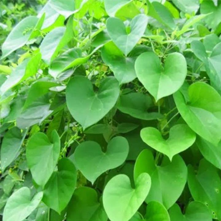 dây đau xương khô 1kg
