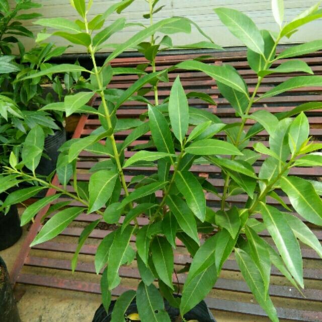 Cây lá vối ngọt 2 / cây