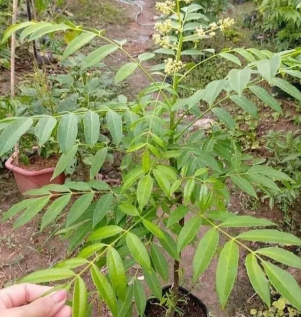 "Gói 5 Hạt " Hạt giống cây ăn trái cóc Thái lùn