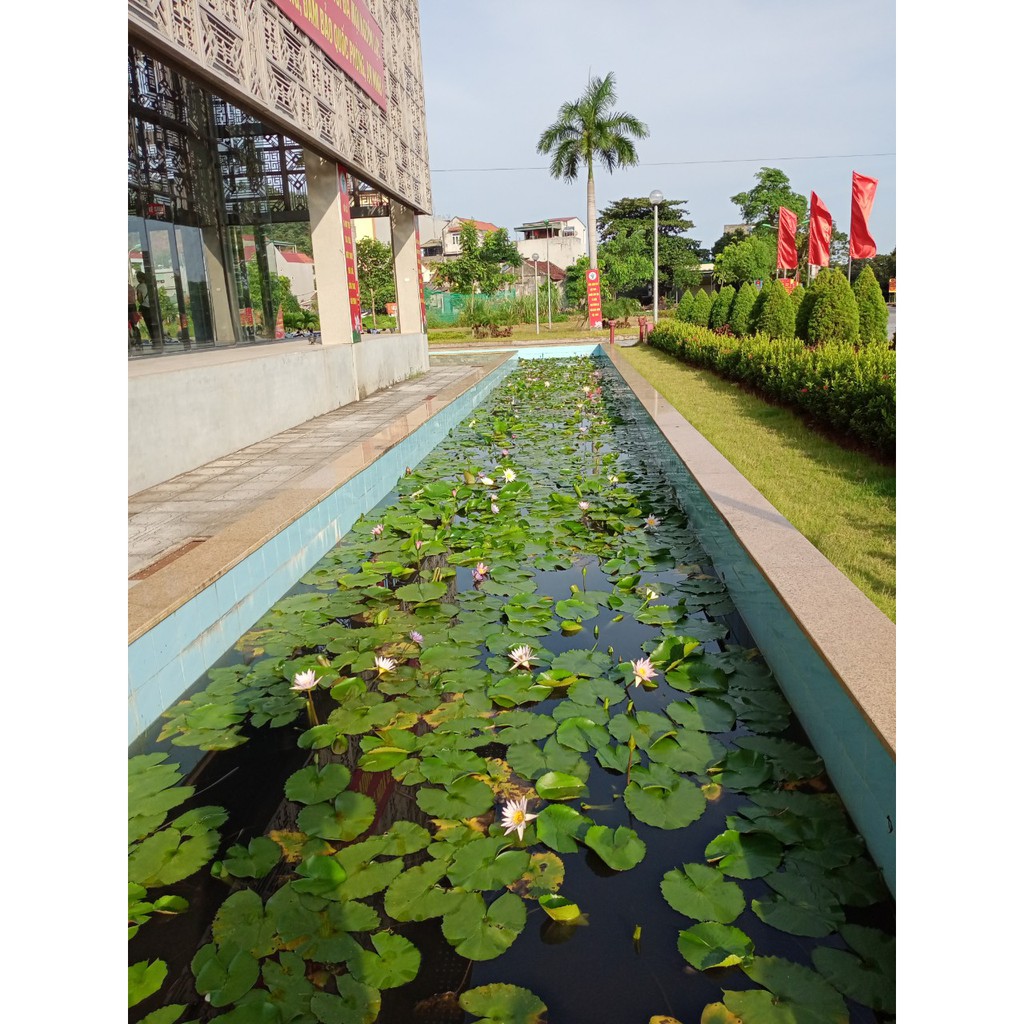 ( RẺ VÔ ĐỊCH) - Cây hoa súng thái lan màu đỏ tía