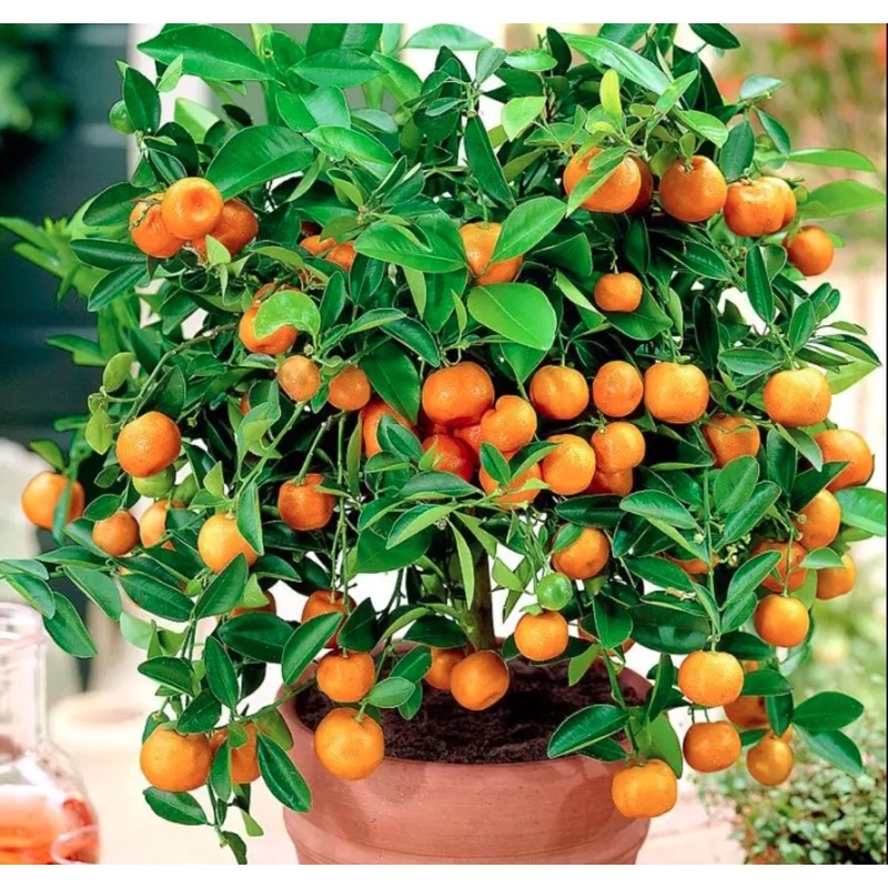 Cây quất chua ( cây tắc) có sẵn hoa và quả( hình thật ở cuối)