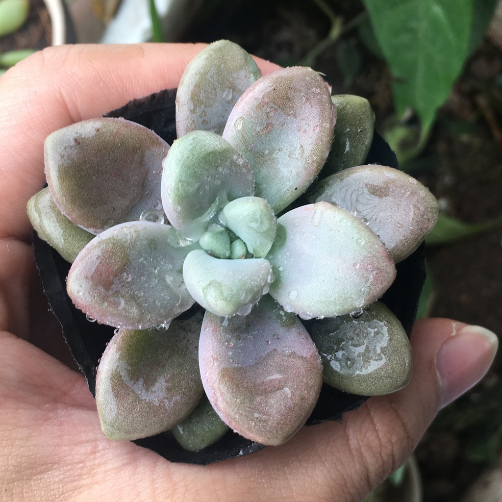 Sen Đá Sỏi Hồng