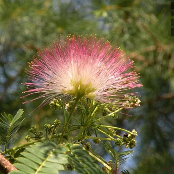 [Sale off]  Hạt giống hoa hợp hoan kiểng