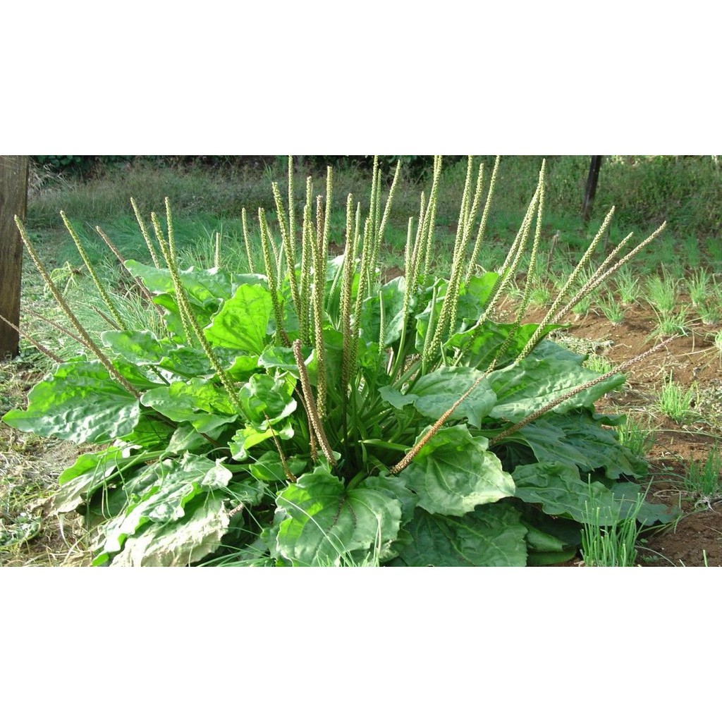 Hạt rau mã đề - gói 2 gram