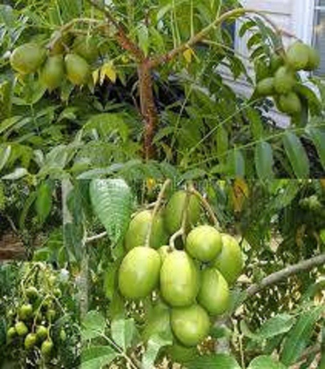 CÂY GIỐNG CÓC THÁI LÙN