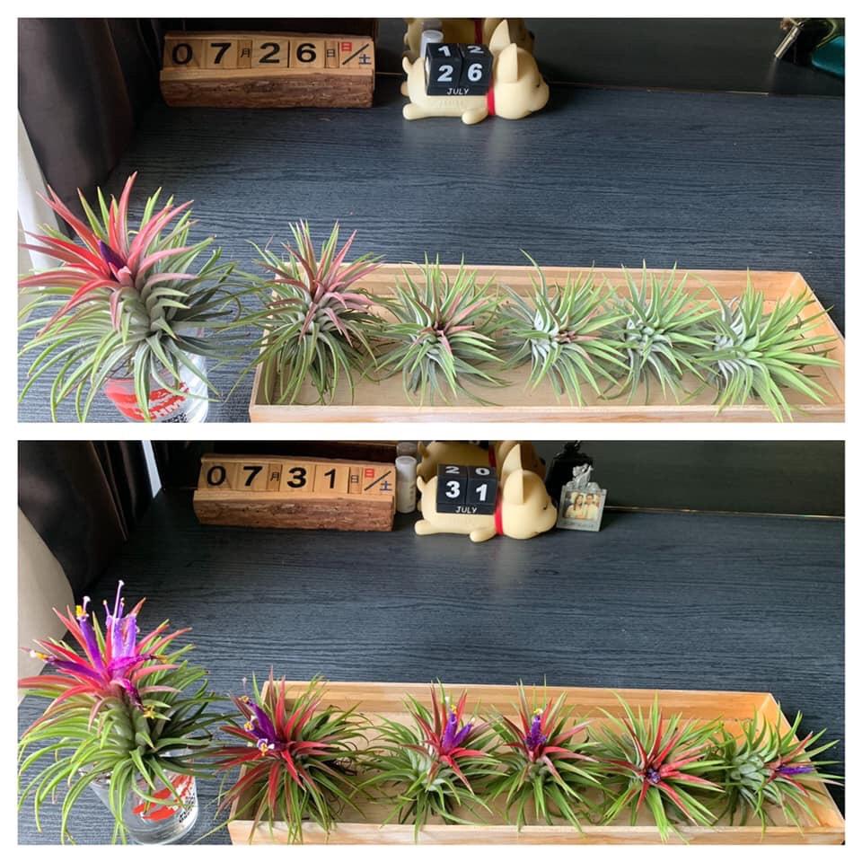 Set 10 cây không khí ionantha