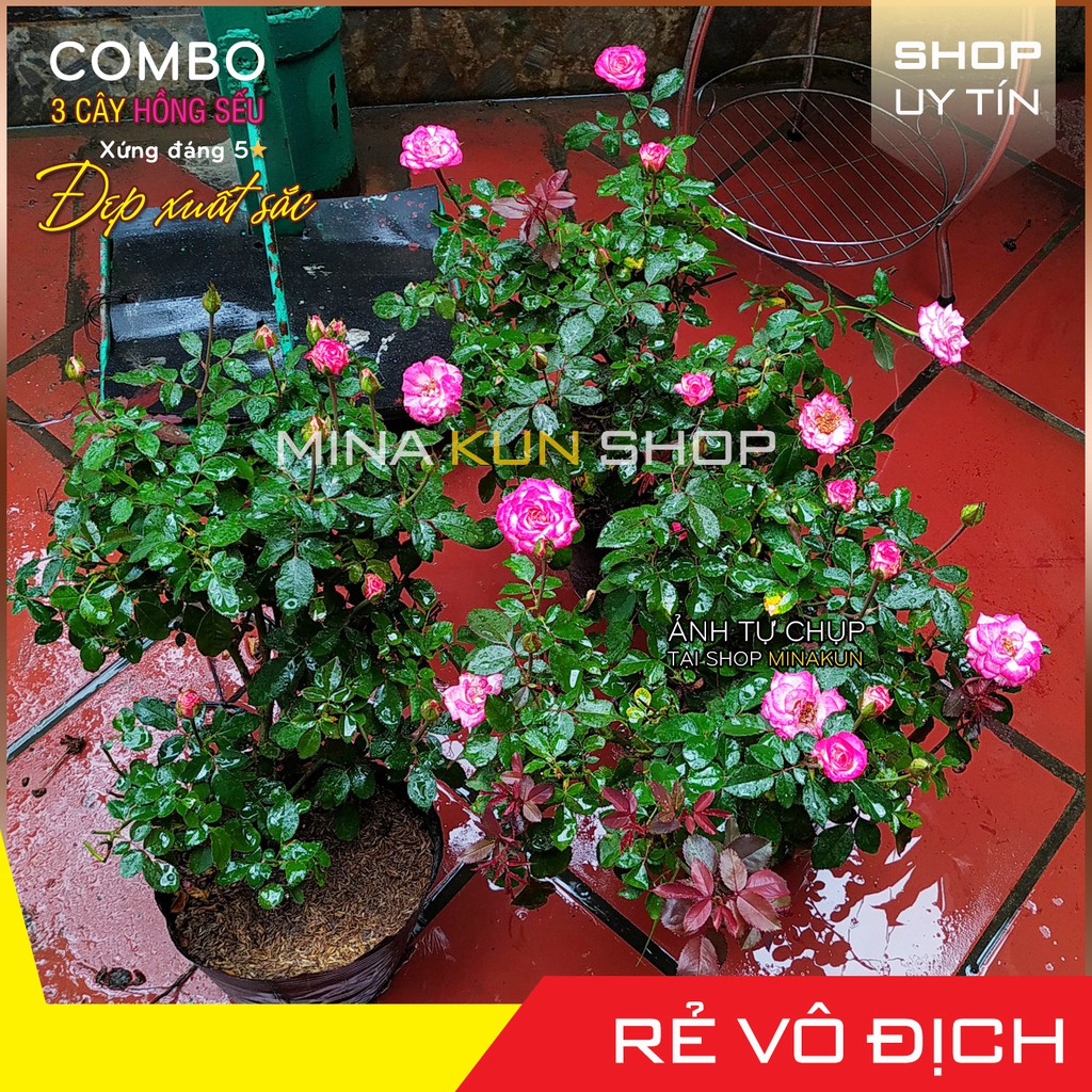Gốc cây hoa tết hồng sếu đẹp xuất sắc - Shop hoa MinaKun Shop giá rẻ, ngâm kích mần