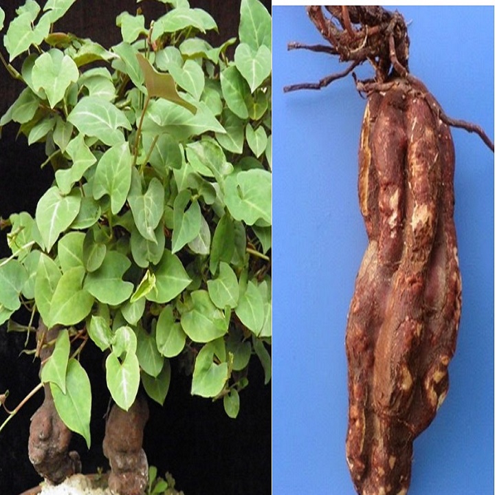 1 BỊCH HÀ THỦ Ô KHÔ
