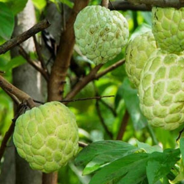 Hạt giống cây na dai ( mãng cầu ta ) Gói 10 hạt
