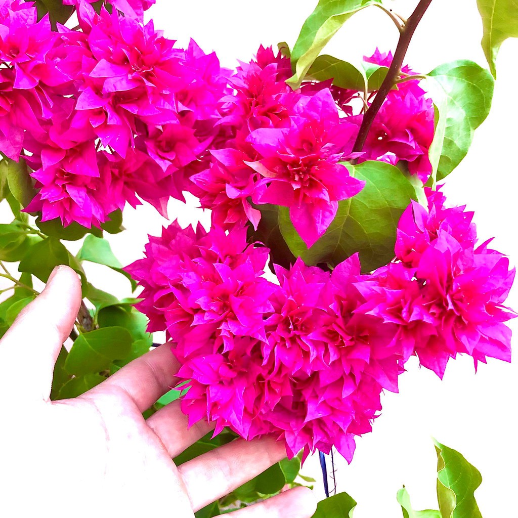Cây hoa giấy đỏ kép đang hoa cao 70cm