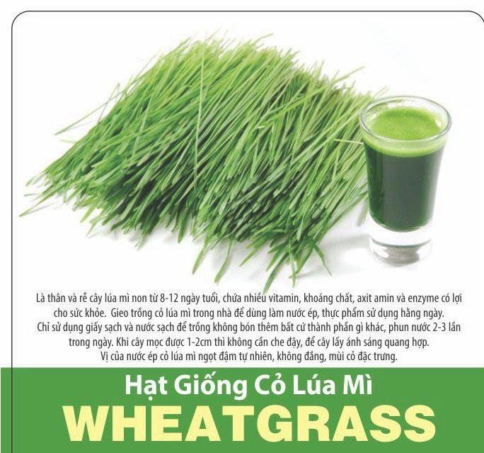 2KG HẠT LÚA MÌ VÀNG HẠT TO ĐẸP NẢY MẦM TỐT