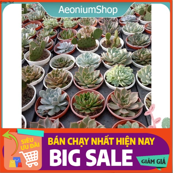 Combo 5 Cây Sen Đá Size Trung Ngẫu Nhiên ƪ(‾.‾“)┐