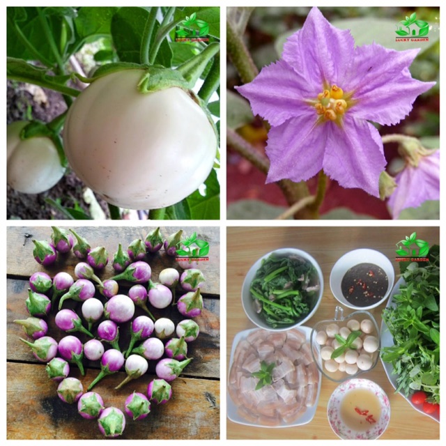 Hạt giống cà pháo tím F1 siêu trái ăn ngọt giòn rụp dễ trồng