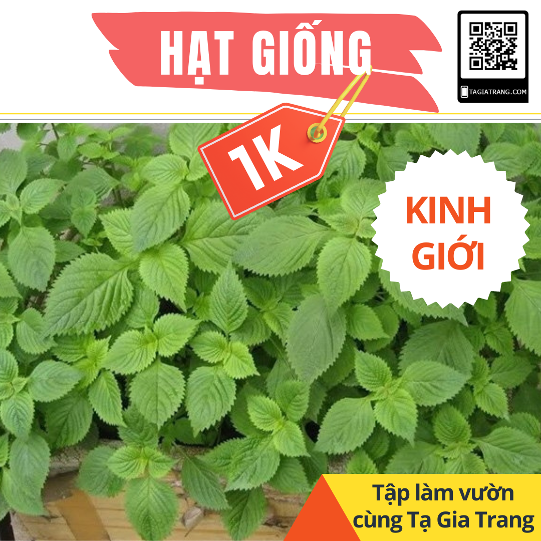 [Chỉ 1K] - Gói 50 hạt rau kinh giới - Thử làm vườn cùng Tạ Gia Trang