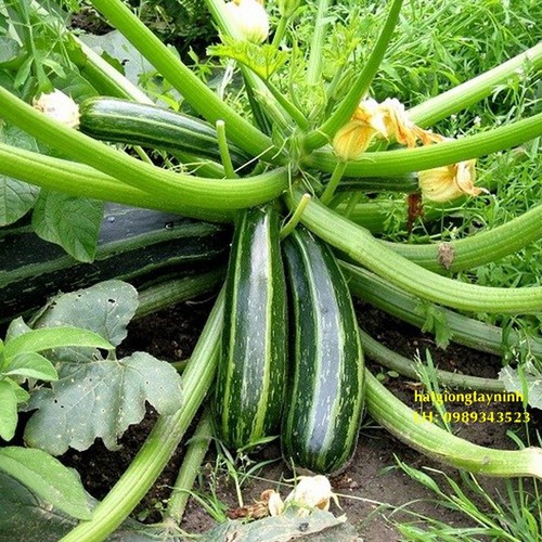Hạt giống bí ngòi xanh Thái Lan