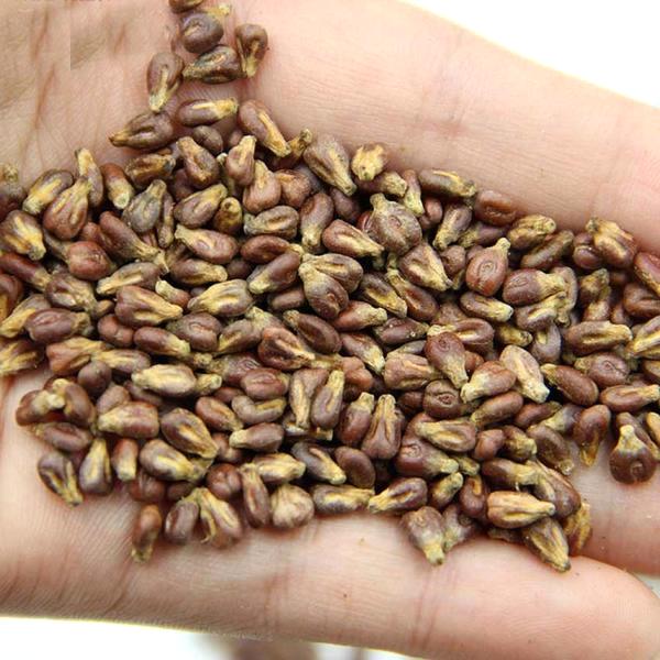 [Sale off] hạt giống nho móng tay tại Hà Nội