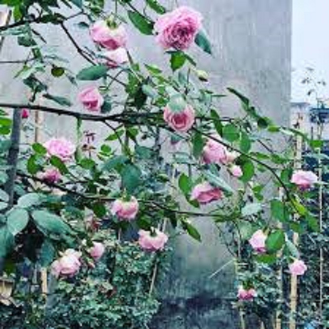 COM BO 2 bầu Hoa hồng cổ vân khôi hoa đẹp