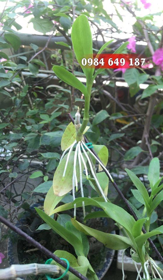 chiêu kích rễ của thầy tám ngọc [hỗ trợ vc]