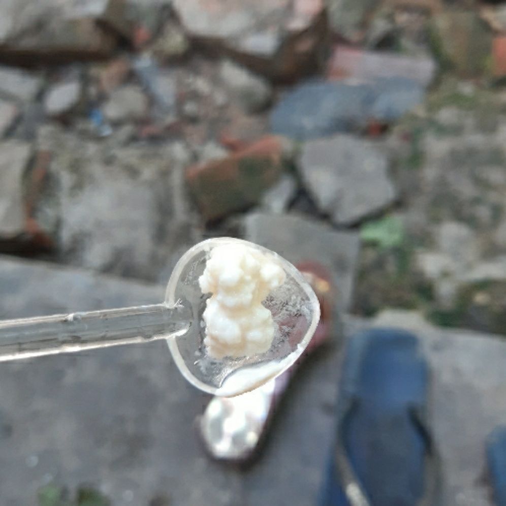 nấm sữa kefir 10gr