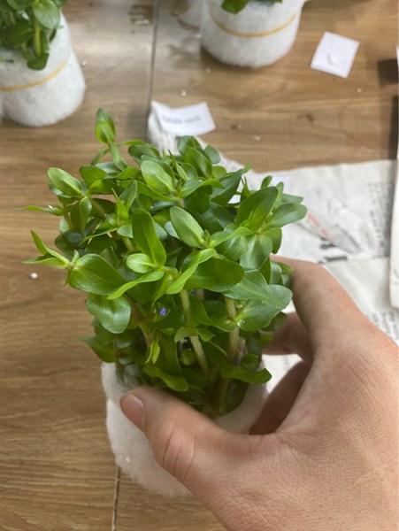 Cây thủy sinh Lệ Nhi (LÁ CẠN) , cây cắt cắm