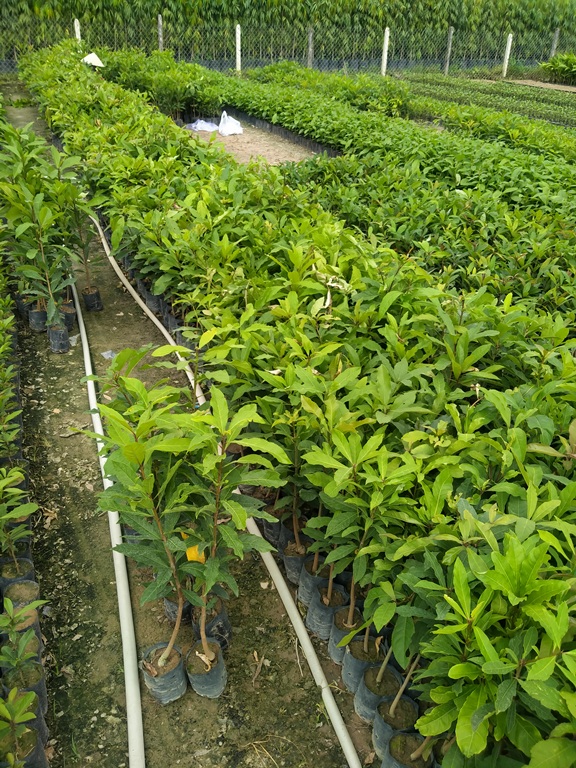 cây lộc vừng cao 60cm