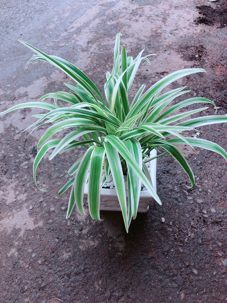 Chậu Lan Chi