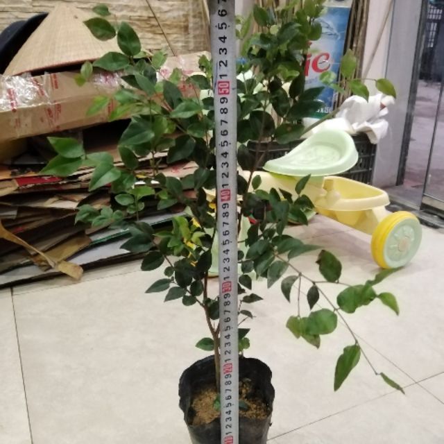 Giá Gốc - Cây giống nho thân gỗ tứ quý cao 50cm