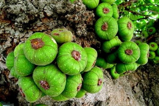 1KG PHÂN BÓN DAP HẠT XANH 18-46-0 .