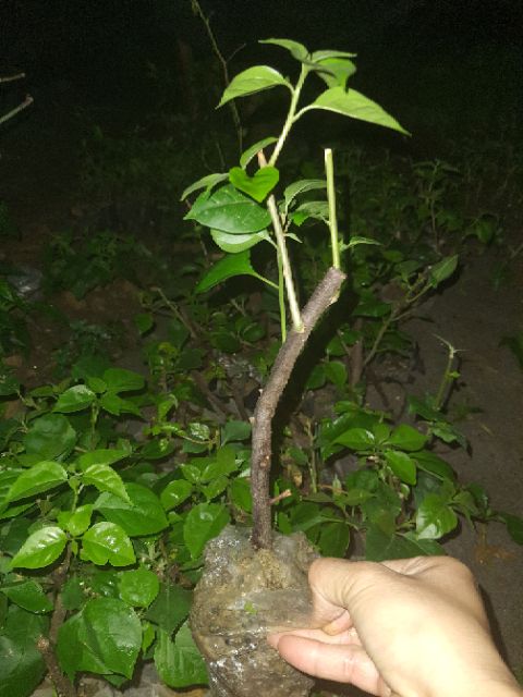 Cây giống hoa giấy nhiều màu