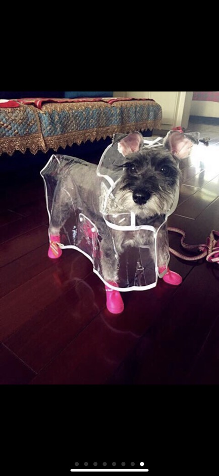 Áo mưa trong suốt cho cún mèo🐶😻