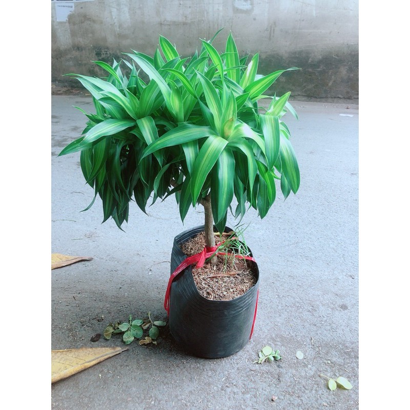 Trúc Bách Hợp