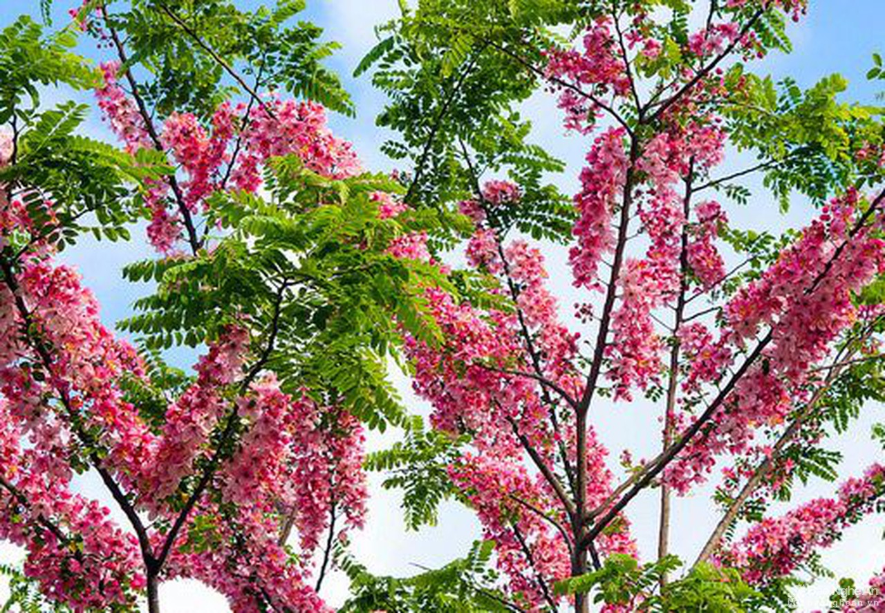 CÂY GIỐNG HOA ANH ĐÀO NHẬT BẢN nhập khẩu
