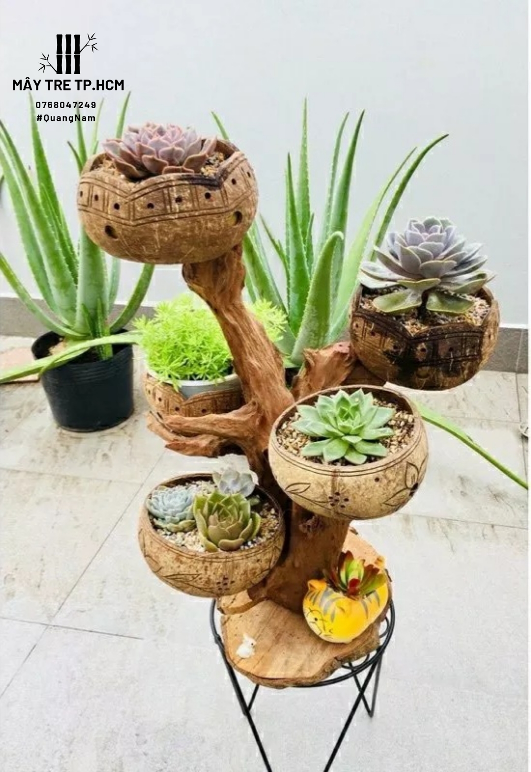 Chậu gáo dừa trồng sen đá, đồ trang trí