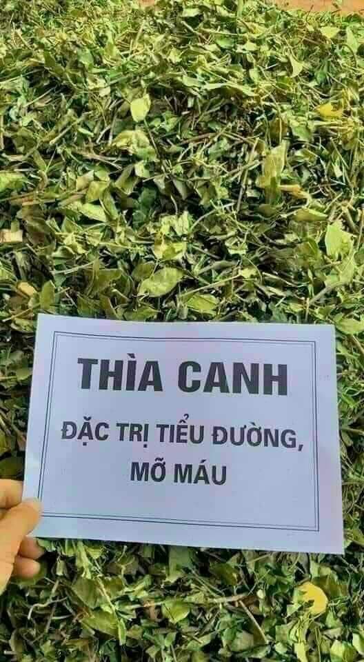 Dây thìa canh- hỗ trợ tiểu đường, mỡ máu - 85000 đ/ 1kg