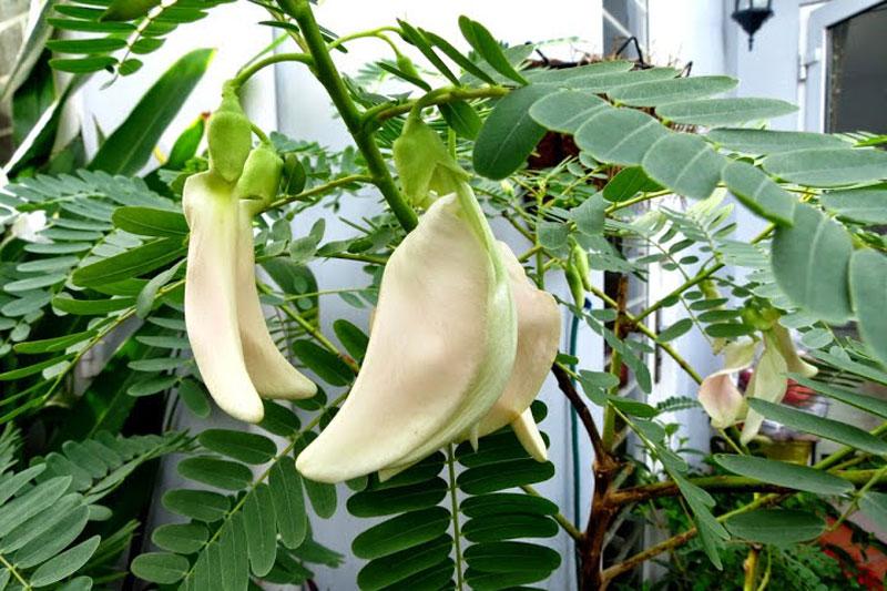[HCM]Hạt Giống Hoa Sua Đũa Thái Lan_gói 2gram (50 hạt) .