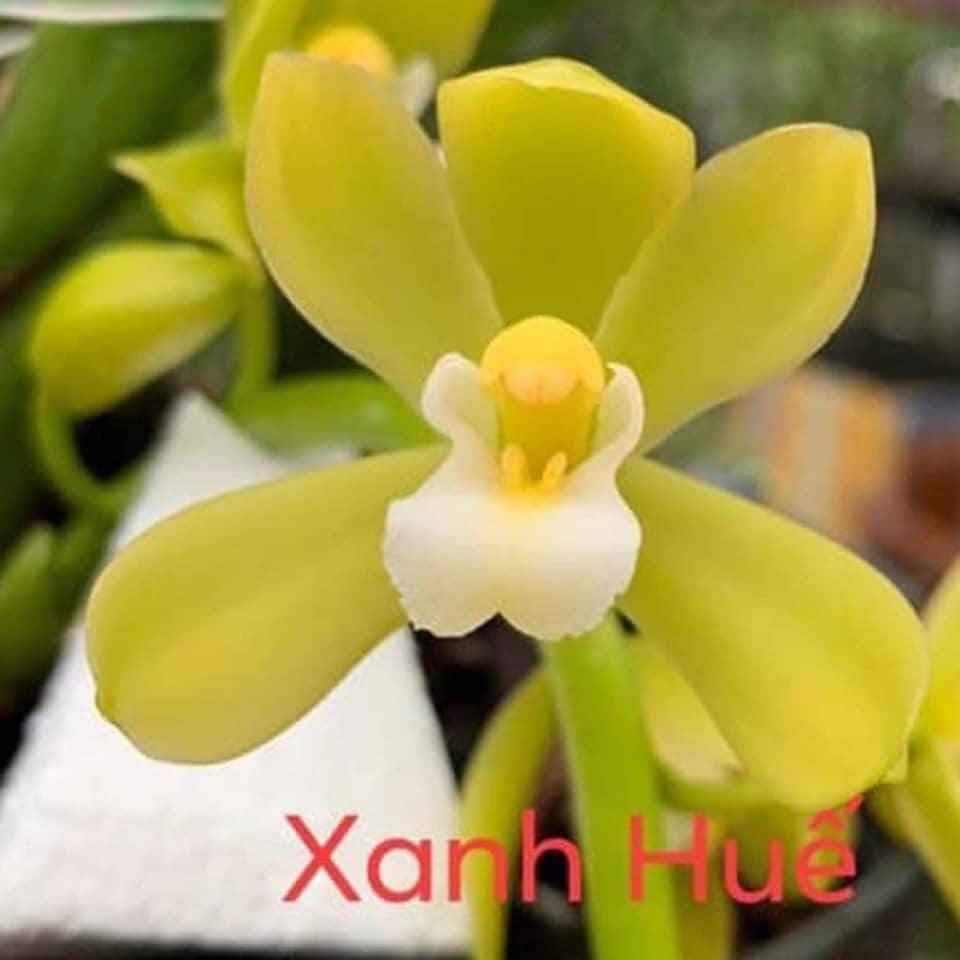 Kiếm xanh huế hàng giống