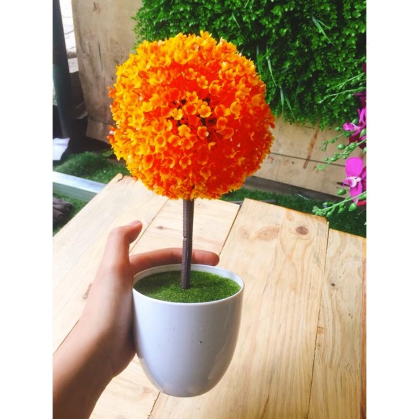 Chậu Hoa Cẩm Tú Cầu (Chậu Lẻ)