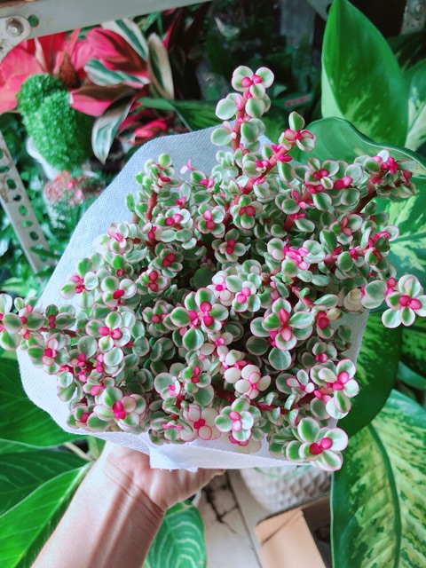 Cây ĐôLa Hồng