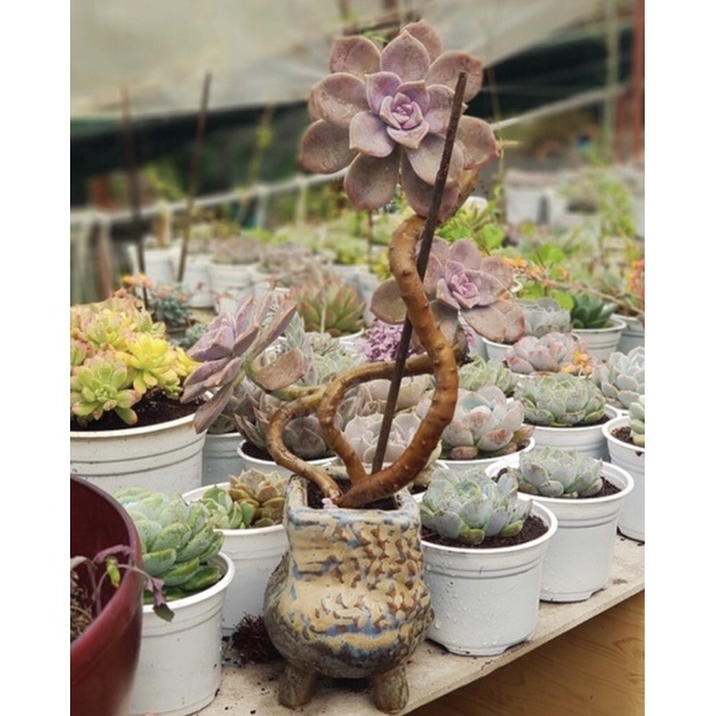 SEN ĐÁ HỒNG MẬP