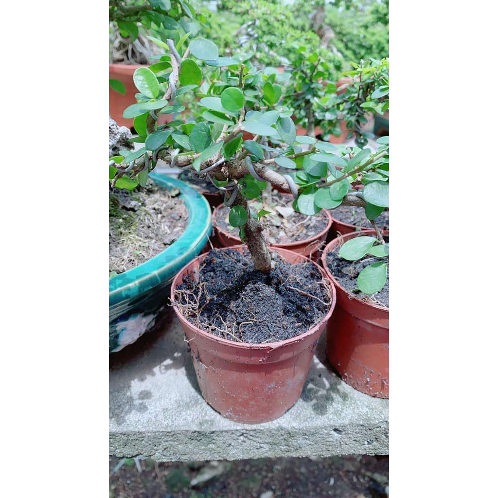 Linh Sam Trái Bonsai