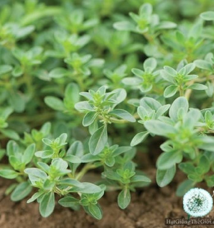Thyme Seeds - 100 Seeds/Package