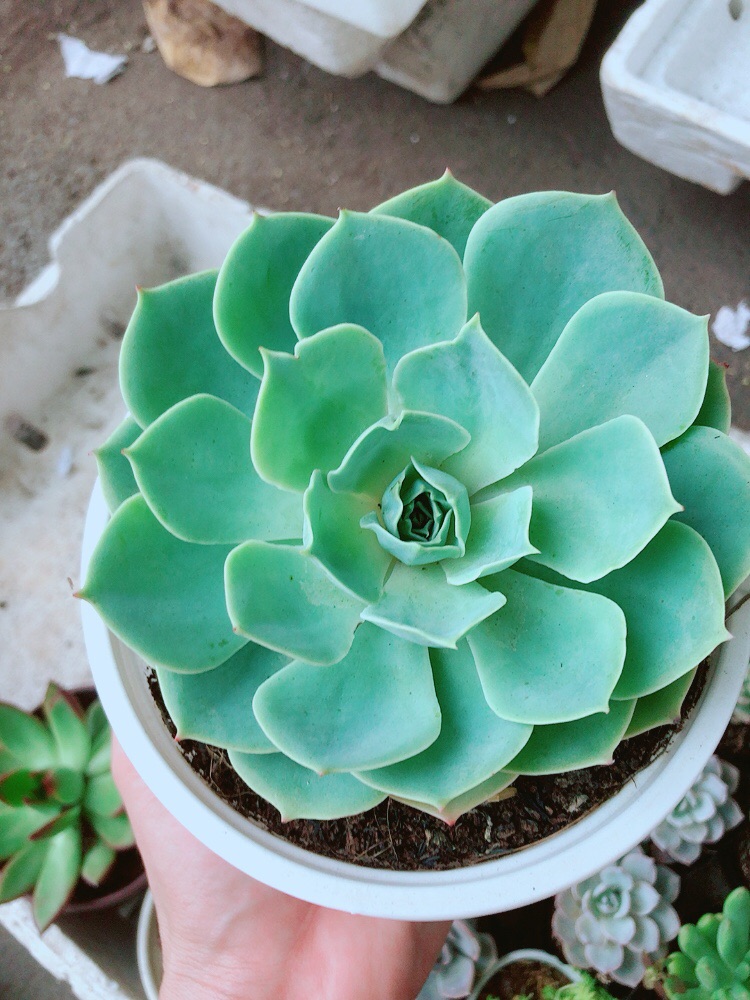 Sen đá xanh đất size lớn