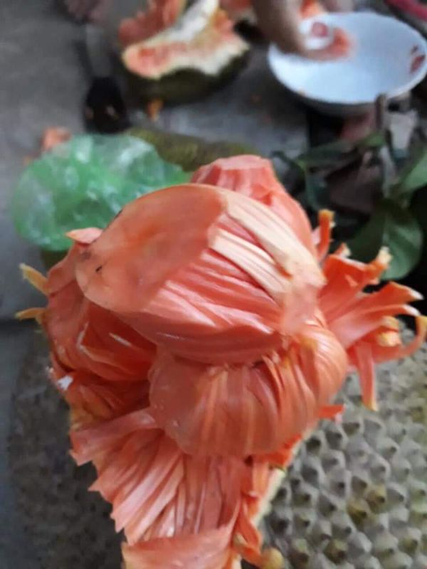 Cây giống Mít Ruột Đỏ sơ đỏ GFHGFH
