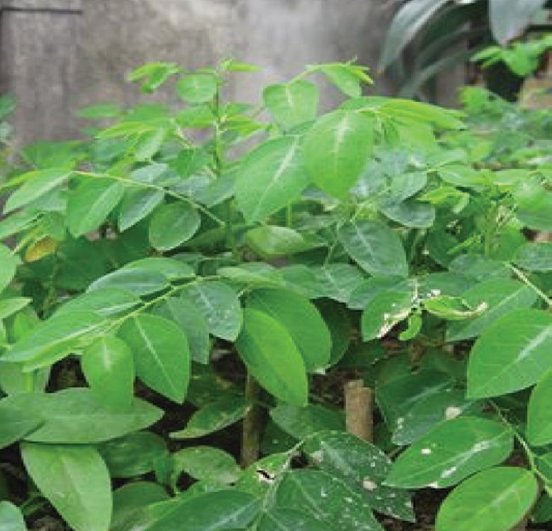 COMBO 3 gói hạt giống rau ngót ( rau bồ ngót )
