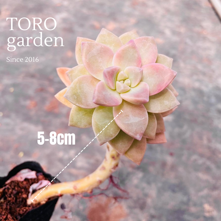 SEN ĐÁ PINK GEM CỔ THỤ ĐÀ LẠT SIZE BÉ  HƯ 1 ĐỔI 1  SIÊU CUTE